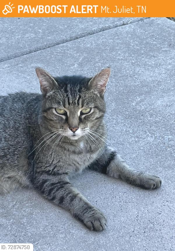 Found/Stray Female Cat last seen Watermark way, Tennypark lane, Mt. Juliet, TN 37122