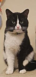 Reunited Male Cat last seen Cricklewood lane , Greater London, England NW2 1HR