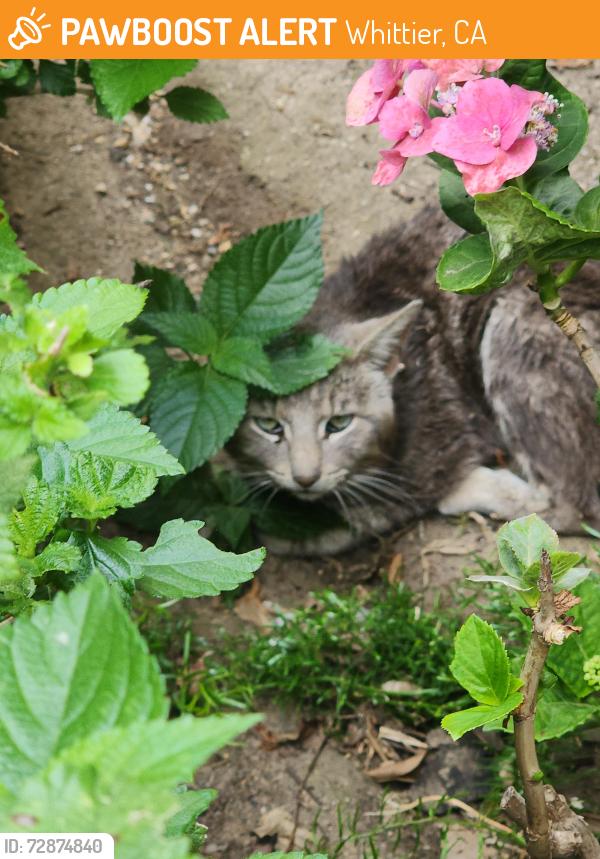 Found/Stray Unknown Cat last seen La cuarta, Whittier, CA 90605