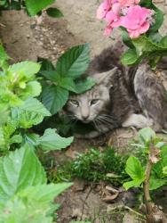 Found/Stray Unknown Cat last seen La cuarta, Whittier, CA 90605
