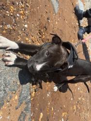 Lost Female Dog last seen West Patapsco ave , Baltimore, MD 21230