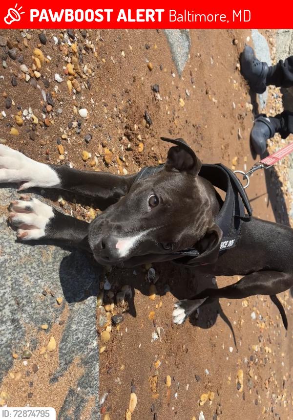Lost Female Dog last seen West Patapsco ave , Baltimore, MD 21230