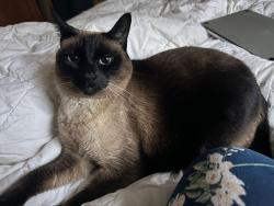 Lost Female Cat last seen Grennan Rd. West Hartford, West Hartford, CT 06107