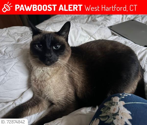 Lost Female Cat last seen Grennan Rd. West Hartford, West Hartford, CT 06107
