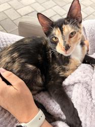 Lost Female Cat last seen Jomax and Aloravita Blvd, Peoria, AZ 85383