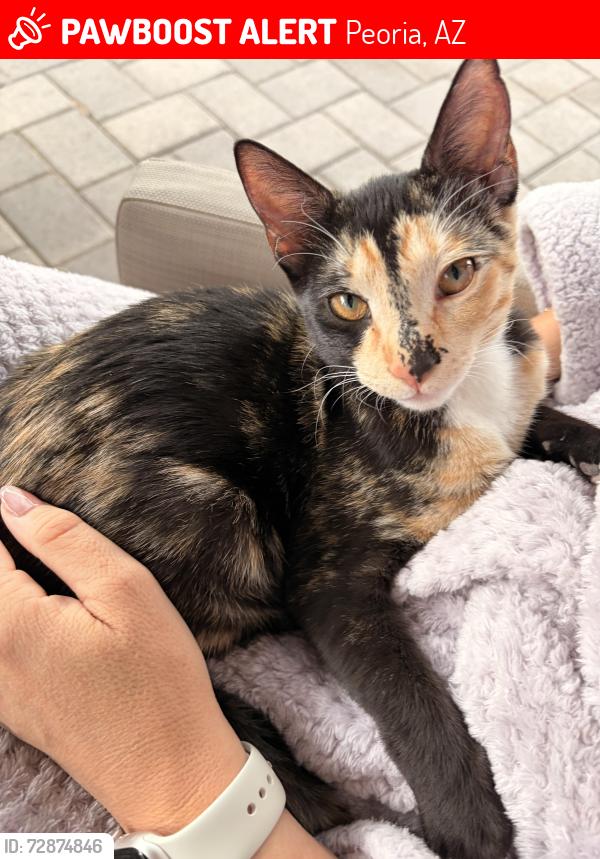 Lost Female Cat last seen Jomax and Aloravita Blvd, Peoria, AZ 85383