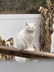 Lost Male Cat last seen Pinner Place with cross street Pridgen Rd, Myrtle Beach, SC 29577