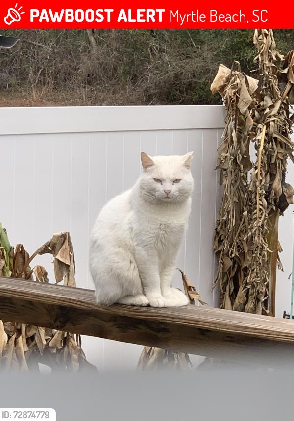 Lost Male Cat last seen Pinner Place with cross street Pridgen Rd, Myrtle Beach, SC 29577