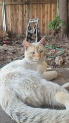 Lost Male Cat last seen Polk and esaclon, Fresno, CA 93722