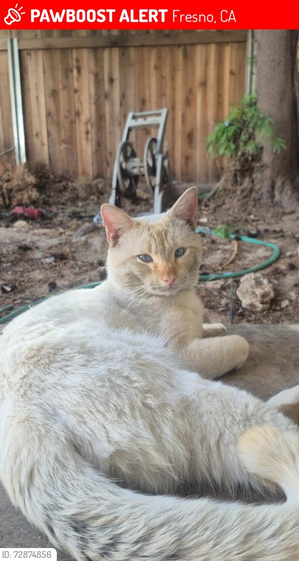 Lost Male Cat last seen Polk and esaclon, Fresno, CA 93722