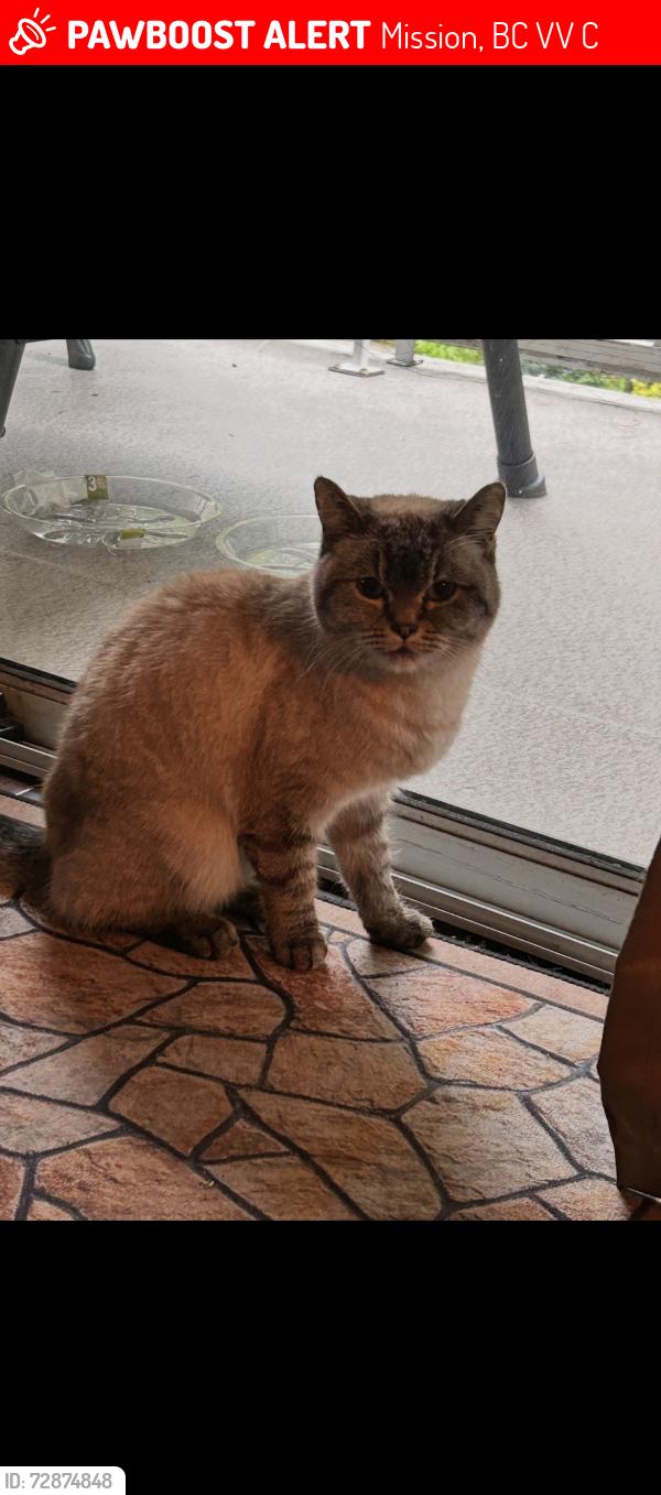 Lost Female Cat last seen Behind Cedar Eststes complex. 7th avenue. Mission bc, Mission, BC V2V 2C3
