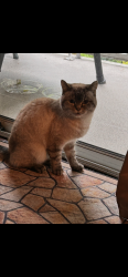 Lost Female Cat last seen Behind Cedar Eststes complex. 7th avenue. Mission bc, Mission, BC V2V 2C3