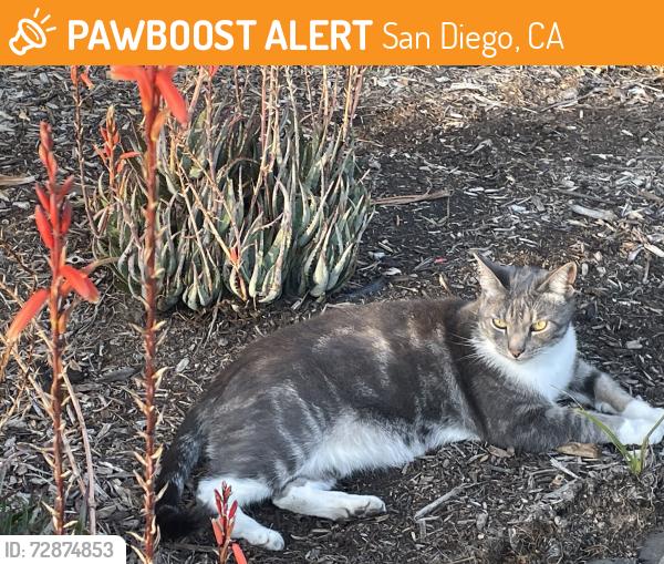 Found/Stray Unknown Cat last seen Landscaping in front of the Marine Exchange next door to the Ketch restaurant on Shelter Island Drive, San Diego, CA 92106