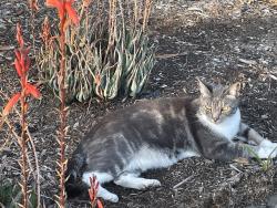 Found/Stray Unknown Cat last seen Landscaping in front of the Marine Exchange next door to the Ketch restaurant on Shelter Island Drive, San Diego, CA 92106