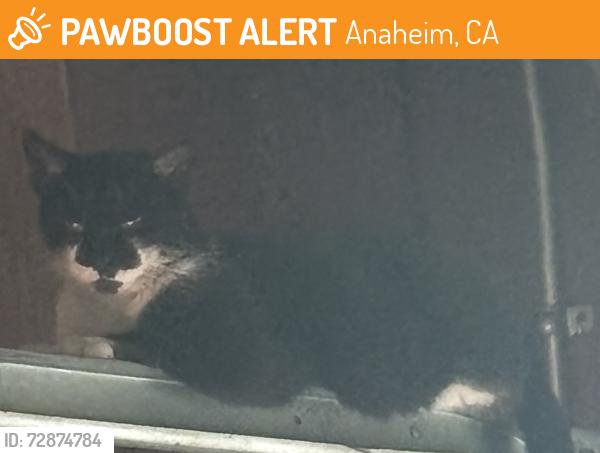 Found/Stray Female Cat last seen Rio vista and Lincoln, Anaheim, CA 92806
