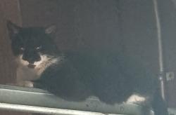 Found/Stray Female Cat last seen Rio vista and Lincoln, Anaheim, CA 92806