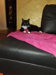 Reunited Male Cat last seen Pocket Neighbothood, Corner of Harvey and Silliman Ways, Sacramento, CA 95831