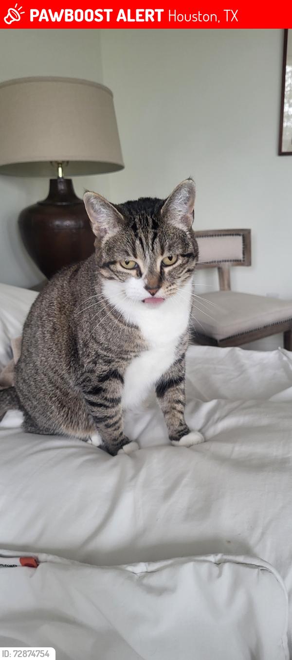 Lost Female Cat last seen Near Allen Parkway, Houston, TX 77019
