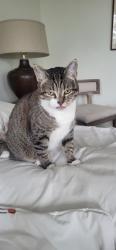 Lost Female Cat last seen Near Allen Parkway, Houston, TX 77019