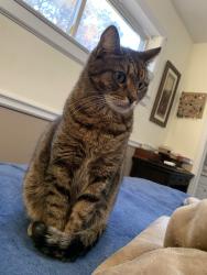 Lost Male Cat last seen near W Carver St, Pinewood Dr, Barrymore Ave, Durham, NC 27705