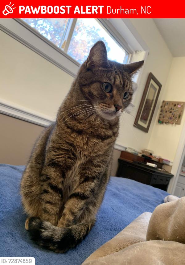 Lost Male Cat last seen near W Carver St, Pinewood Dr, Barrymore Ave, Durham, NC 27705