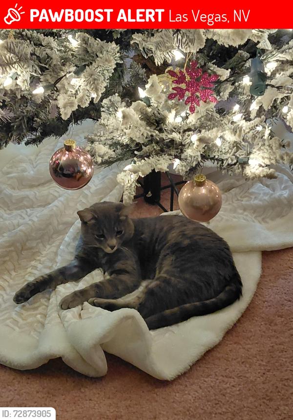 Lost Male Cat last seen Washington and Mt.Hood, Las Vegas, NV 89110
