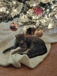 Lost Male Cat last seen Washington and Mt.Hood, Las Vegas, NV 89110
