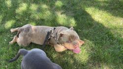 Reunited Male Dog last seen Sycamore, Sioux Falls, SD 57110