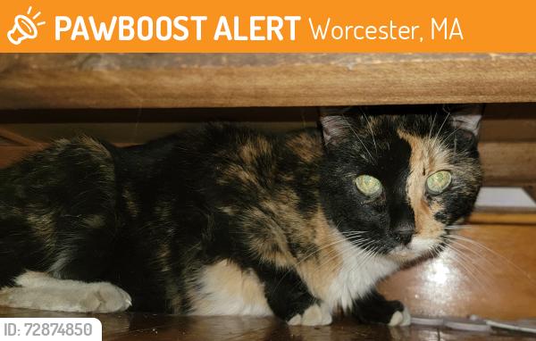 Found/Stray Unknown Cat last seen Grafton st, Worcester, MA 01604