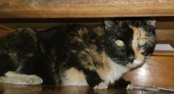 Found/Stray Unknown Cat last seen Grafton st, Worcester, MA 01604