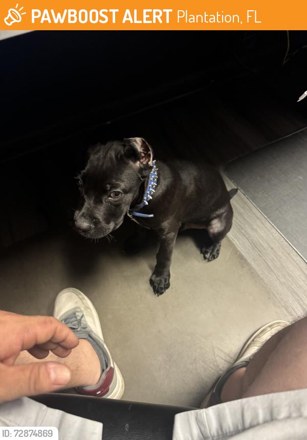 Found/Stray Male Dog last seen Davie blvd and 441, Plantation, FL 33313