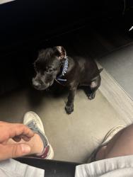 Found/Stray Male Dog last seen Davie blvd and 441, Plantation, FL 33313