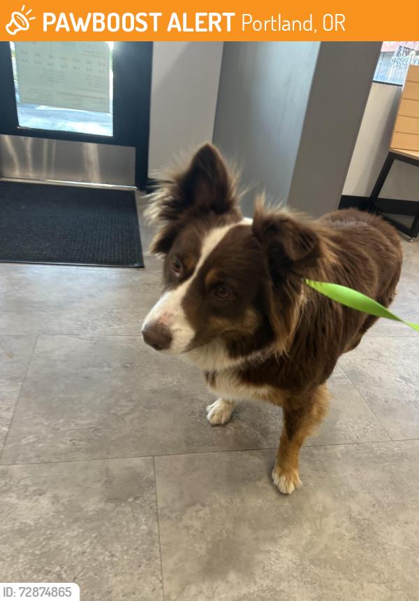 Found/Stray Male Dog last seen McDaniel HS, Portland, OR 97213