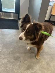 Found/Stray Male Dog last seen McDaniel HS, Portland, OR 97213