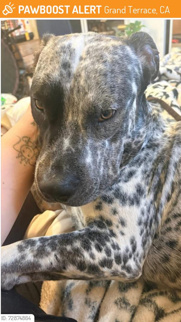 Found/Stray Unknown Dog last seen Grand Terrace fitness ark on Grand Terrace road, c/s Barton Road , Grand Terrace, CA 92313
