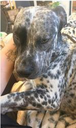 Found/Stray Unknown Dog last seen Grand Terrace fitness ark on Grand Terrace road, c/s Barton Road , Grand Terrace, CA 92313