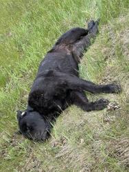 Found/Stray Male Dog last seen M20 between 7 and 8 mile, Midland, MI 48640
