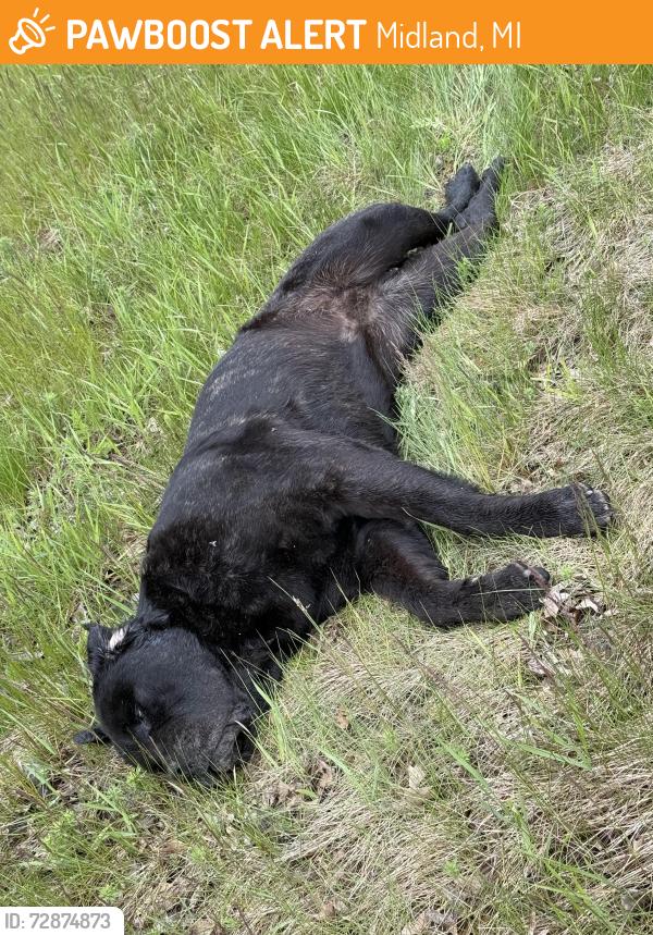 Found/Stray Male Dog last seen M20 between 7 and 8 mile, Midland, MI 48640