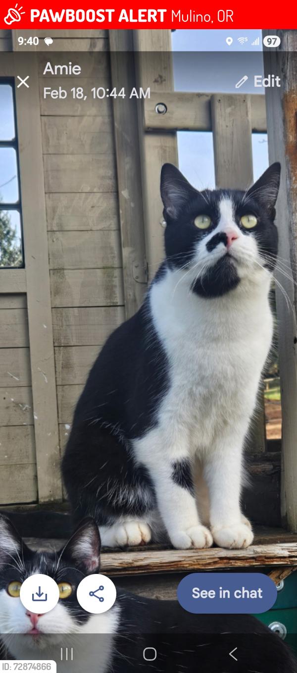 Lost Male Cat last seen Highway 213, Mulino, OR 97042