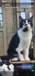 Lost Male Cat last seen Highway 213, Mulino, OR 97042