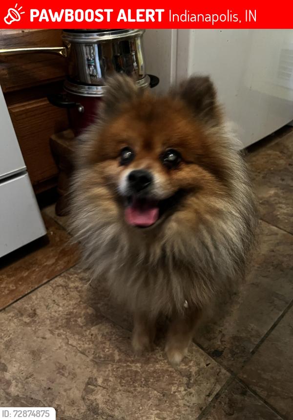 Lost Male Dog last seen 36th and emerson ave, Indianapolis, IN 46218