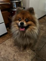Lost Male Dog last seen 36th and emerson ave, Indianapolis, IN 46218