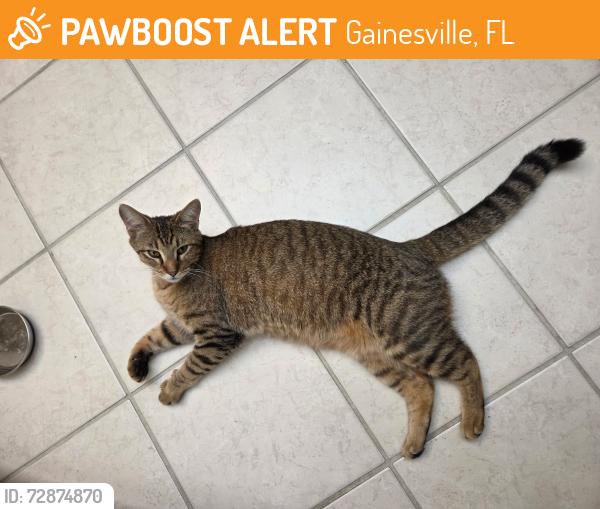 Found/Stray Male Cat last seen NW 43rd Street, Gainesville, FL 32605