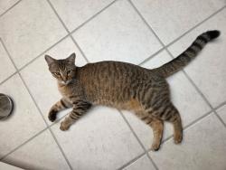 Found/Stray Male Cat last seen NW 43rd Street, Gainesville, FL 32605