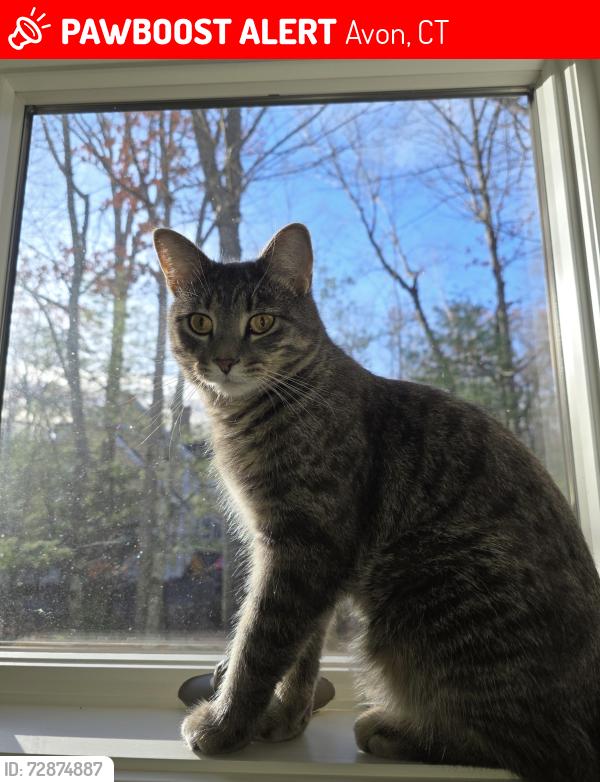 Lost Male Cat last seen Wildwood Dr Avon, CT, Avon, CT 06001