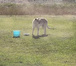 Found/Stray Unknown Dog last seen Fulghum Little Creek Road, Selma, Johnston County, NC 27555