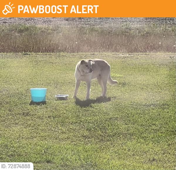 Found/Stray Unknown Dog last seen Fulghum Little Creek Road, Selma, Johnston County, NC 27555