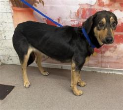 Shelter Stray Female Dog last seen S MT VERNON AVE X W MILL ST, San Bernardino, CA 92401