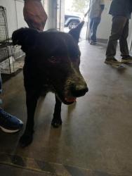Shelter Stray Male Dog last seen , Los Angeles, CA 90047