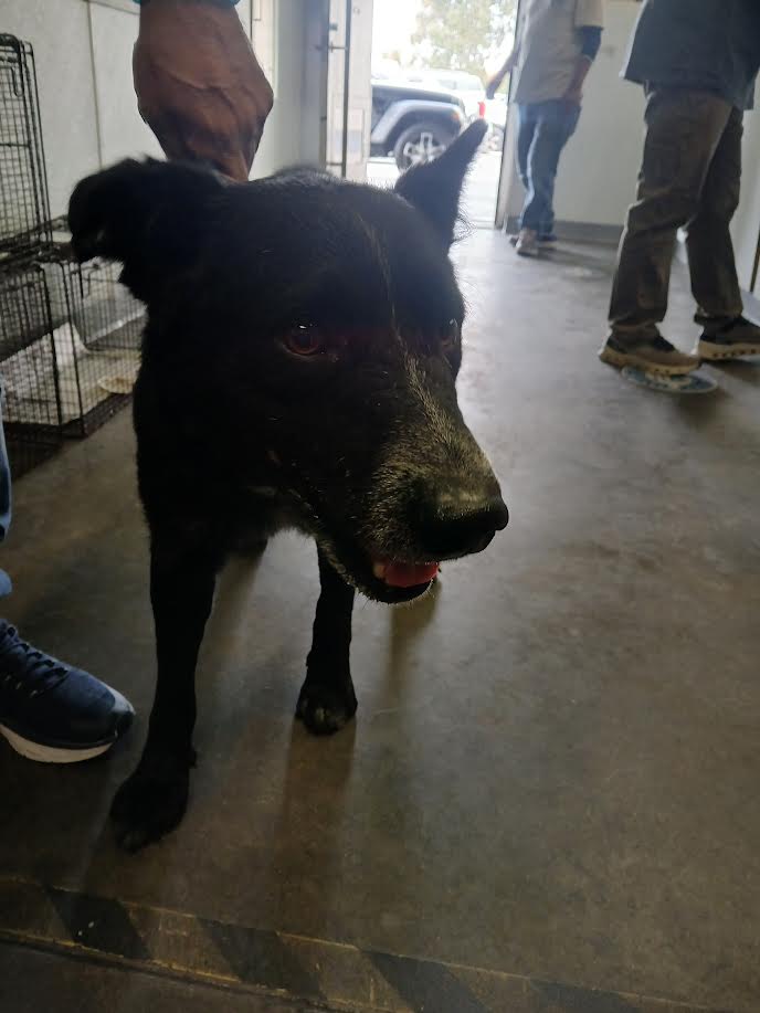 Shelter Stray Male Dog last seen , Los Angeles, CA 90047